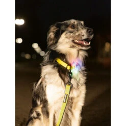 Beeztees Safety Gear Parinca Premium Halsband -ROYAL CANIN Verkaufsgeschäft beeztees safety gear parinca premium halsband 215003 0500 none