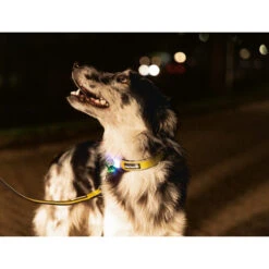 Beeztees Safety Gear Parinca Premium Hundeleine 16 Beeztees Safety Gear Parinca Premium Hundeleine -ROYAL CANIN Verkaufsgeschäft beeztees safety gear parinca premium hondenriem 215048 0500 none