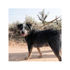 Carhartt Journeyman Leash -ROYAL CANIN Verkaufsgeschäft carhartt journeyman leash 187047 0500 none