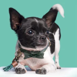 DWAM Halsband Bowie -ROYAL CANIN Verkaufsgeschäft dwam bowie halsband 186562 0500 none