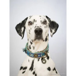 DWAM Halsband Boho Juan 8 DWAM Halsband Boho Juan -ROYAL CANIN Verkaufsgeschäft dwam halsband boho juan 132080 0500 none