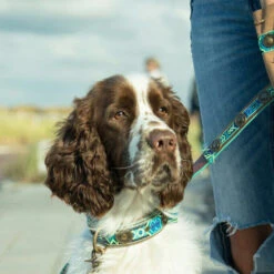 DWAM Halsband Boho Juan 9 DWAM Halsband Boho Juan -ROYAL CANIN Verkaufsgeschäft dwam halsband boho juan 133658 0500 none