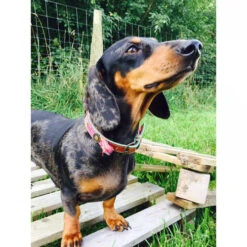 DWAM Halsband Boho Rosa -ROYAL CANIN Verkaufsgeschäft dwam halsband boho rosa 132071 0500 none