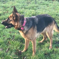 DWAM Halsband Boho Rosa -ROYAL CANIN Verkaufsgeschäft dwam halsband boho rosa 133652 0500 none