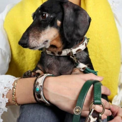 DWAM Halsband Ivy -ROYAL CANIN Verkaufsgeschäft dwam halsband ivy 180688 0500 none