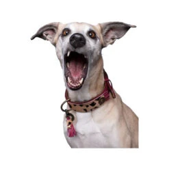 DWAM Halsband Lou Lou 8 DWAM Halsband Lou Lou -ROYAL CANIN Verkaufsgeschäft dwam halsband lou lou 182182 0500 none