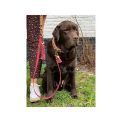 DWAM Halsband Lou Lou 9 DWAM Halsband Lou Lou -ROYAL CANIN Verkaufsgeschäft dwam halsband lou lou 182185 0500 none