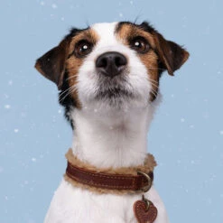 DWAM Halsband Teddy -ROYAL CANIN Verkaufsgeschäft dwam halsband teddy 189220 0500 none