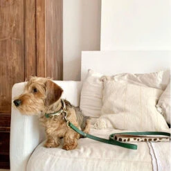 DWAM Hundeleine Ivy -ROYAL CANIN Verkaufsgeschäft dwam hondenriem ivy 180700 0500 none