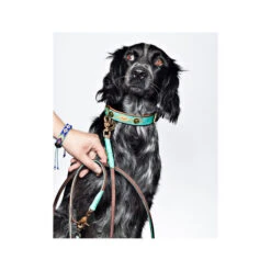 DWAM Hundeleine Johnny Cash -ROYAL CANIN Verkaufsgeschäft dwam hondenriem johnny cash 162814 0500 none