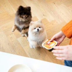 Edgard & Cooper Adult - Huhn & Truthahn - Im Schälchen -ROYAL CANIN Verkaufsgeschäft edgard cooper adult kip kalkoen kuipje 168597 0500 none