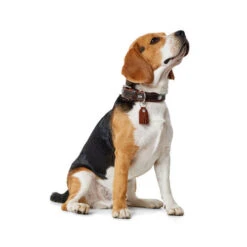 Hunter Halsband Cody -ROYAL CANIN Verkaufsgeschäft hunter halsband cody 116499 0500 none