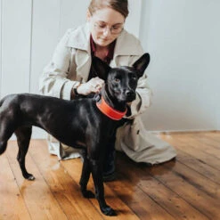 Hunter Halsband Divo 16 Hunter Halsband Divo -ROYAL CANIN Verkaufsgeschäft hunter halsband divo 208013 0500 none