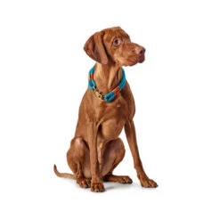 Hunter Halsband Oss -ROYAL CANIN Verkaufsgeschäft hunter halsband oss 116343 0500 none