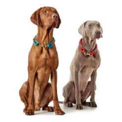 Hunter Halsband Oss -ROYAL CANIN Verkaufsgeschäft hunter halsband oss 146099 0500 none