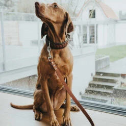 Hunter Trainingsleine - Braun 7 Hunter Trainingsleine - Braun -ROYAL CANIN Verkaufsgeschäft hunter trainingsriem bruin 175348 0500 none