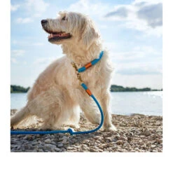 Hunter Verstellbare Führleine Oss 13 Hunter Verstellbare Führleine Oss -ROYAL CANIN Verkaufsgeschäft hunter verstelbare riem oss 116580 0500 none