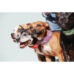 Hurtta Weekend Warrior Halsband 11 Hurtta Weekend Warrior Halsband -ROYAL CANIN Verkaufsgeschäft hurtta weekend warrior collar 189084 0500 none