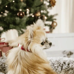 Kentucky Dogwear Corduroy Hundehalsband -ROYAL CANIN Verkaufsgeschäft kentucky dogwear corduroy hondenhalsband 219200 0500 none