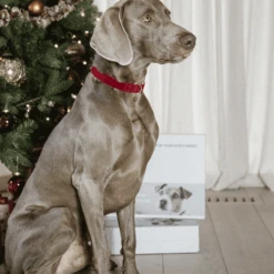 Kentucky Dogwear Corduroy Hundehalsband -ROYAL CANIN Verkaufsgeschäft kentucky dogwear corduroy hondenhalsband 219201 0500 none