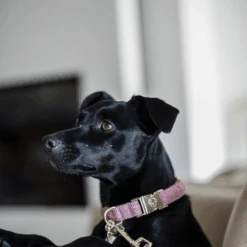 Kentucky Dogwear Hundehalsband Wool 21 Kentucky Dogwear Hundehalsband Wool -ROYAL CANIN Verkaufsgeschäft kentucky dogwear hondenhalsband wool 219710 0500 none