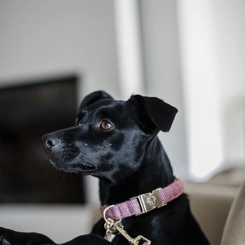 Kentucky Dogwear Hundehalsband Wool 6 Kentucky Dogwear Hundehalsband Wool – Bild 4