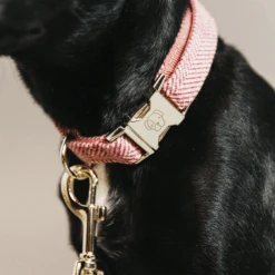 Kentucky Dogwear Hundehalsband Wool 28 Kentucky Dogwear Hundehalsband Wool -ROYAL CANIN Verkaufsgeschäft kentucky dogwear hondenhalsband wool 219711 0500 none