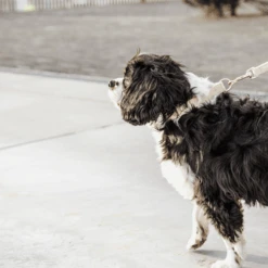 Kentucky Dogwear Hundeleine Wool -ROYAL CANIN Verkaufsgeschäft kentucky dogwear hondenlijn wool 219683 0500 none