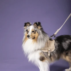 Kentucky Dogwear Hundeleine Wool -ROYAL CANIN Verkaufsgeschäft kentucky dogwear hondenlijn wool 219684 0500 none