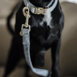 Kentucky Dogwear Hundeleine Wool -ROYAL CANIN Verkaufsgeschäft kentucky dogwear hondenlijn wool 219689 0500 none