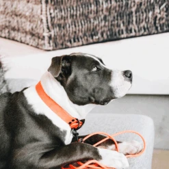 Kentucky Dogwear Schleppleine Soft Rubber 12 Kentucky Dogwear Schleppleine Soft Rubber -ROYAL CANIN Verkaufsgeschäft kentucky dogwear sleeplijn soft rubber 219205 0500 none