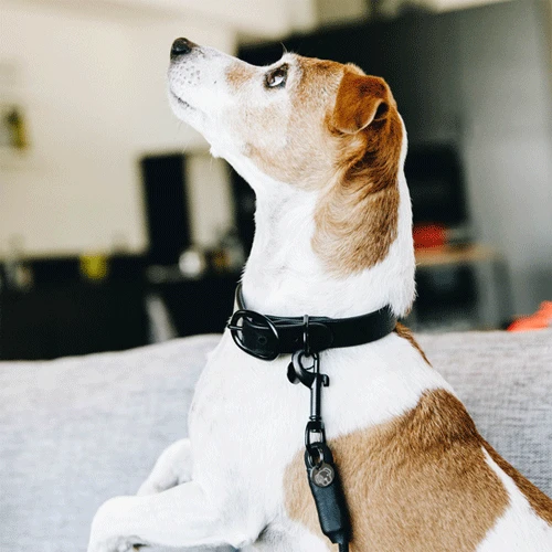 Kentucky Dogwear Soft Rubber Hundehalsband 4 Kentucky Dogwear Soft Rubber Hundehalsband – Bild 2