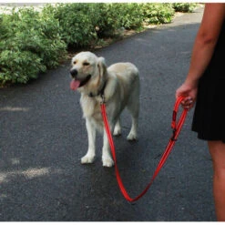 KONG Adjustable Leash -ROYAL CANIN Verkaufsgeschäft kong adjustable leash zwart 176938 0500 none