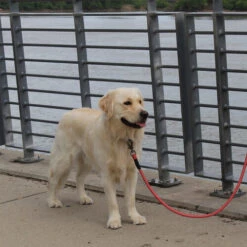 KONG Rope Leash - Schwarz -ROYAL CANIN Verkaufsgeschäft kong rope leash 194549 0500 none