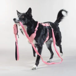 PAIKKA Visibility Leash 13 PAIKKA Visibility Leash -ROYAL CANIN Verkaufsgeschäft paikka visibility leash 217818 0500 none