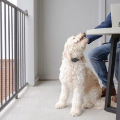 PetSafe Anti-Bell-Halsband 9 PetSafe Anti-Bell-Halsband -ROYAL CANIN Verkaufsgeschäft petsafe anti blafhalsband 208109 0500 none