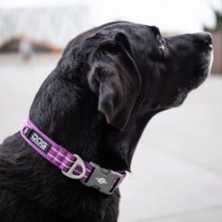 DOG Copenhagen Urban Style Halsband -ROYAL CANIN Verkaufsgeschäft prod 15937 220286 0500 none