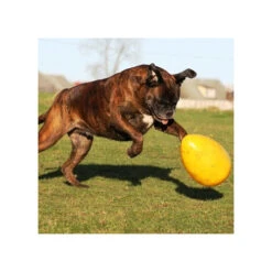 Jolly Egg -ROYAL CANIN Verkaufsgeschäft product jolly egg none 4 1496839893 86965