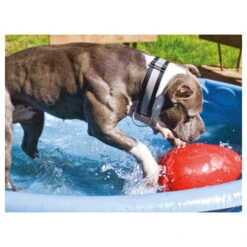 Jolly Egg -ROYAL CANIN Verkaufsgeschäft product jolly egg none 4 1496839894 86968