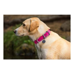Ruffwear Headwater Collar 7 Ruffwear Headwater Collar -ROYAL CANIN Verkaufsgeschäft product ruffwear headwater collar none 4 1487775433 83755