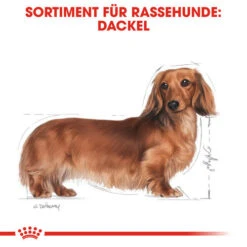 Royal Canin Dachshund Adult - Hundefutter -ROYAL CANIN Verkaufsgeschäft royal canin dachshund adult hondenvoer 138259 0500 none