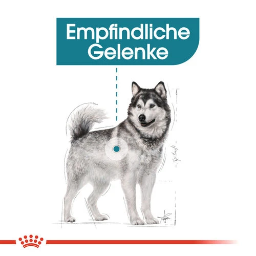 Royal Canin Maxi Joint Care - Hundefutter 5 Royal Canin Maxi Joint Care - Hundefutter – Bild 3