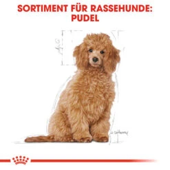 Royal Canin Poodle Puppy - Hundefutter -ROYAL CANIN Verkaufsgeschäft royal canin poodle puppy hondenvoer 139753 0500 none
