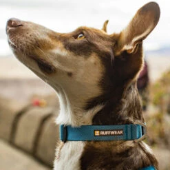 Ruffwear Hi & Light Halsband -ROYAL CANIN Verkaufsgeschäft ruffwear hi light collar 194264 0500 none