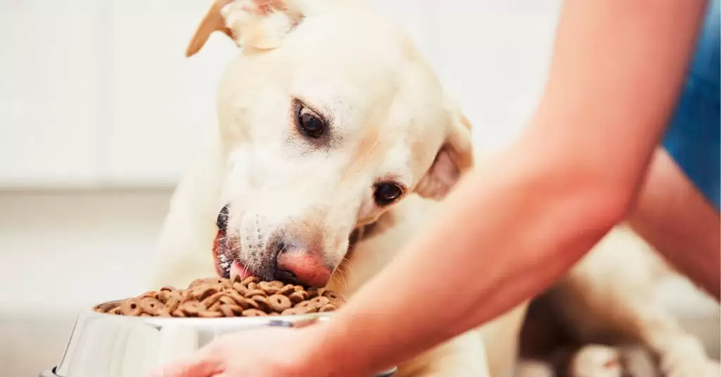 ROYAL CANIN Verkaufsgeschäft -ROYAL CANIN Verkaufsgeschäft Feeding your Labrador retriever 1024x536 1