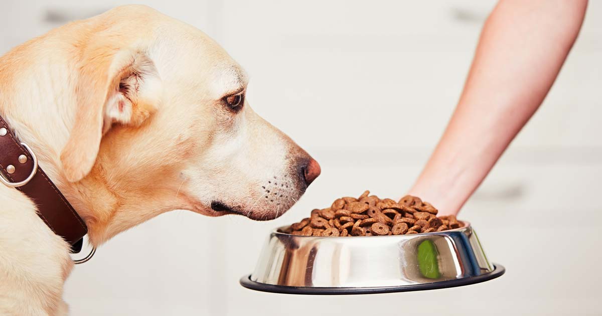 ROYAL CANIN Verkaufsgeschäft -ROYAL CANIN Verkaufsgeschäft dog food 2